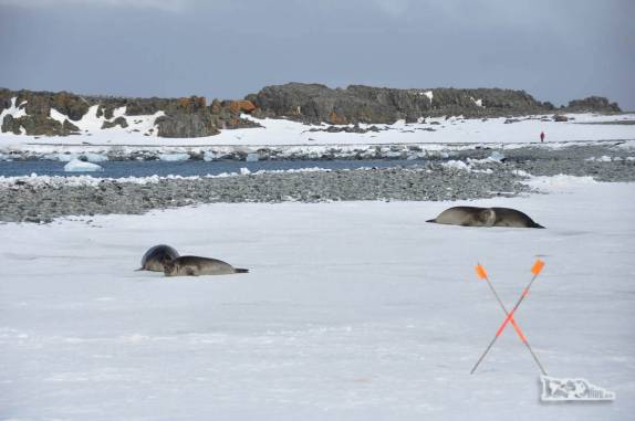 Filhotes de elefantes marinhos descansam sobre lago congelado em Turret Point, em King George Island, na Antártida